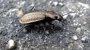 Attēlu rezultāti vaicājumam “Carabus granulatus”