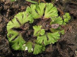 Attēlu rezultāti vaicājumam “Ricciocarpos natans”