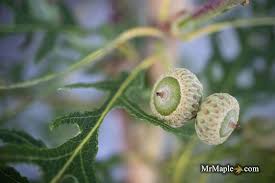 Attēlu rezultāti vaicājumam “Quercus robur fo. pectinata”