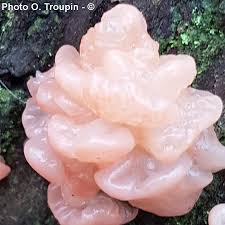 Attēlu rezultāti vaicājumam “Craterocolla cerasi”