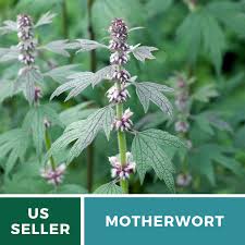 Image result for Leonurus cardiaca