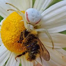 Image result for crab spider