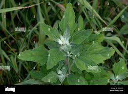 Attēlu rezultāti vaicājumam “Atriplex patula”