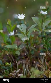 Attēlu rezultāti vaicājumam “Trientalis europaea fruit”