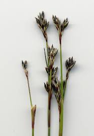 Attēlu rezultāti vaicājumam “Juncus squarrosus”