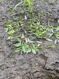 Attēlu rezultāti vaicājumam “Potamogeton gramineus”