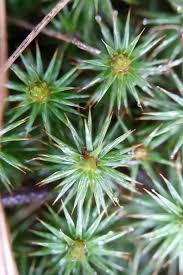 Attēlu rezultāti vaicājumam “Polytrichum juniperinum”