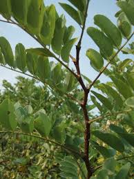 Attēlu rezultāti vaicājumam “Robinia pseudoacacia”