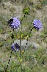 Image result for Succisa pratensis