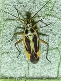 Attēlu rezultāti vaicājumam “Stenotus binotatus male”