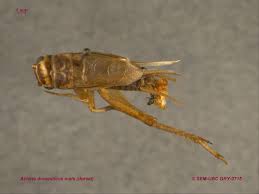 Attēlu rezultāti vaicājumam “Gryllus domesticus”