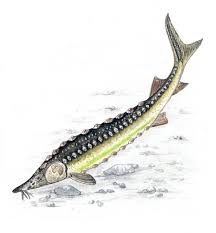 Image result for Acipenser medirostris