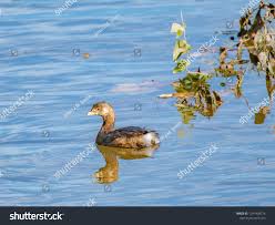 Image result for Podilymbus podiceps