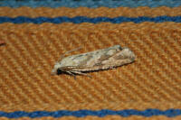 Attēlu rezultāti vaicājumam “Thiodia citrana”