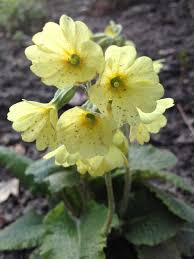 Image result for Schlüsselblumen