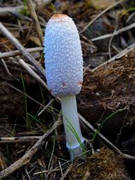 Image result for coprinus