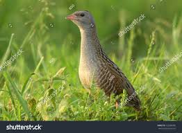 Attēlu rezultāti vaicājumam “Crex crex”