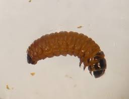 Attēlu rezultāti vaicājumam “Coleophora alticolella”