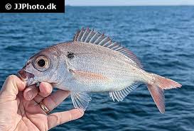 Image result for Pagellus bogaraveo