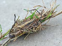 Attēlu rezultāti vaicājumam “Acronicta megacephala larva”