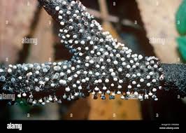 Attēlu rezultāti vaicājumam “Physarum penetrale macro”