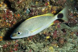 Image result for Haemulon album