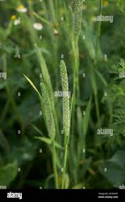 Attēlu rezultāti vaicājumam “Phleum pratense”