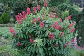 Attēlu rezultāti vaicājumam “Aesculus”