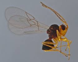 Attēlu rezultāti vaicājumam “Macrosiphoniella absinthii”