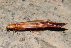 Attēlu rezultāti vaicājumam “Hylecoetus dermestoides male”