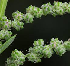 Attēlu rezultāti vaicājumam “Chenopodium album”