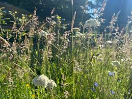 Attēlu rezultāti vaicājumam “Selinum carvifolia fruit”
