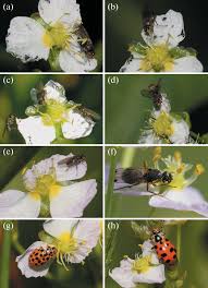 Attēlu rezultāti vaicājumam “Alisma gramineum flower”