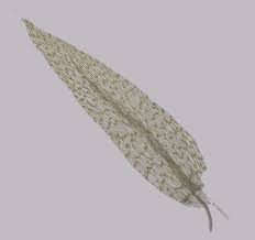 Attēlu rezultāti vaicājumam “Leptobryum pyriforme”