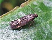 Attēlu rezultāti vaicājumam “Borkhausenia minutella”