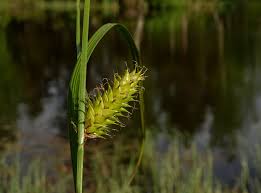Attēlu rezultāti vaicājumam “Carex atherodes”