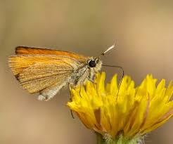 Attēlu rezultāti vaicājumam “Thymelicus sylvestris underside”