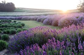 Image result for Lavendel