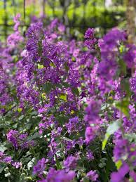 Image result for Lunaria annua