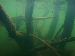 Image result for Wyndley NSC Snorkelling Club