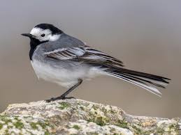 Attēlu rezultāti vaicājumam “Motacilla alba adult”