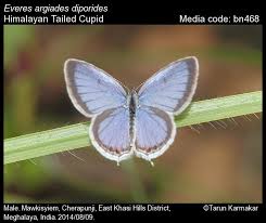 Attēlu rezultāti vaicājumam “Everes argiades male”