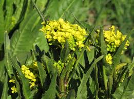 Attēlu rezultāti vaicājumam “Bunias orientalis bud”