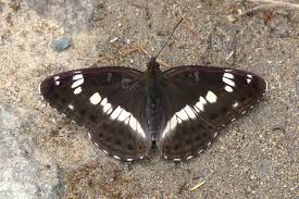 Attēlu rezultāti vaicājumam “Limenitis camilla”