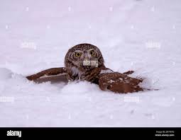 Attēlu rezultāti vaicājumam “Glaucidium passerinum adult”