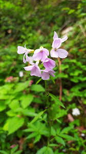 Attēlu rezultāti vaicājumam “Cardamine bulbifera”