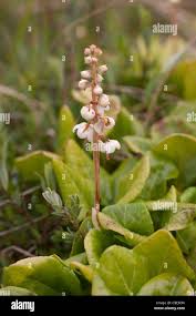 Attēlu rezultāti vaicājumam “Pyrola minor bud”