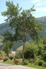 Attēlu rezultāti vaicājumam “Populus tremula”