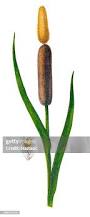 Attēlu rezultāti vaicājumam “Typha latifolia”