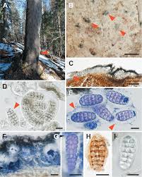 Attēlu rezultāti vaicājumam “Cliostomum corrugatum”